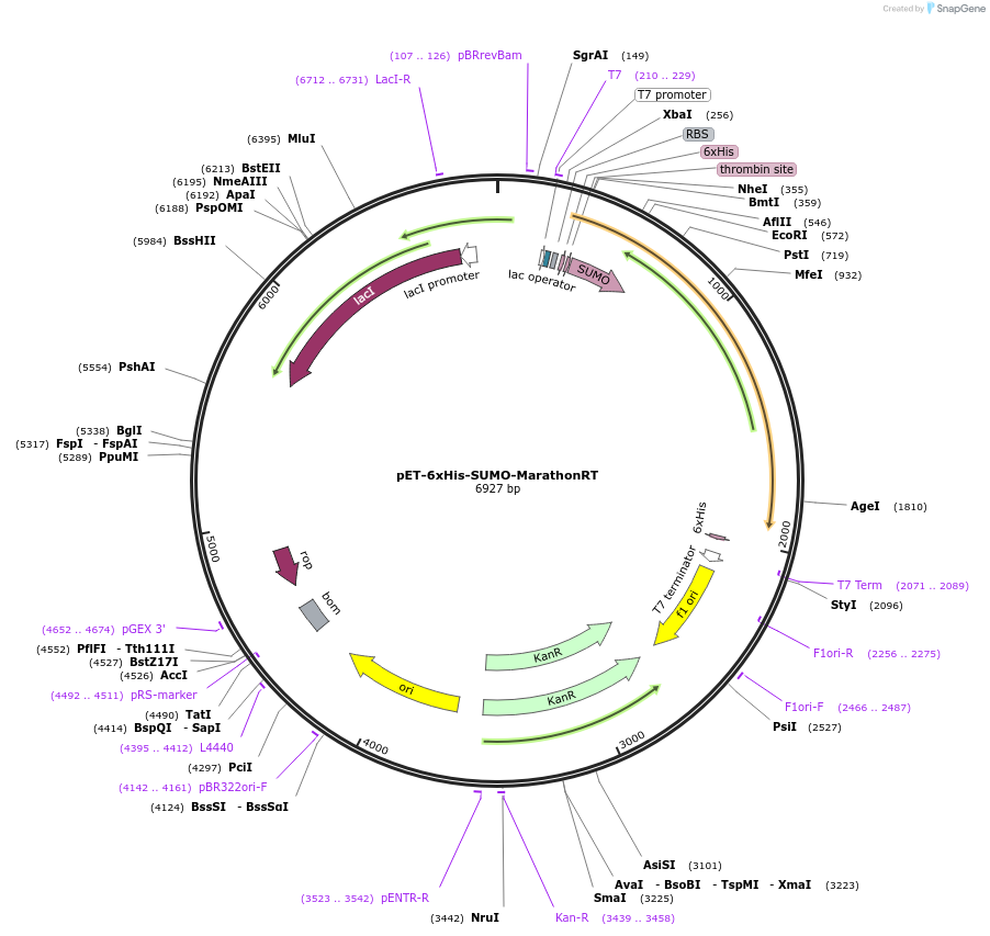 109029-plasmid-map-sequence-id-273276