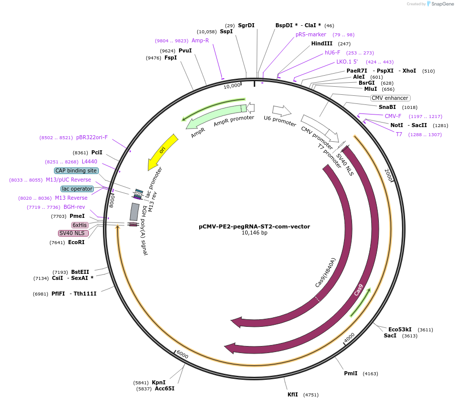136272-plasmid-map-sequence-id-273277