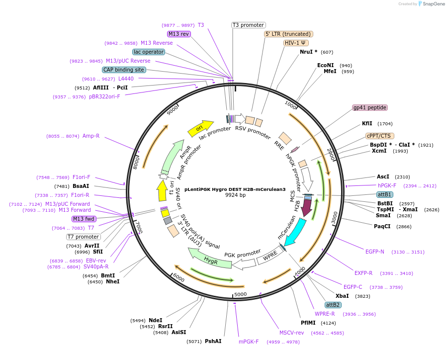 90234-plasmid-map-sequence-id-273282