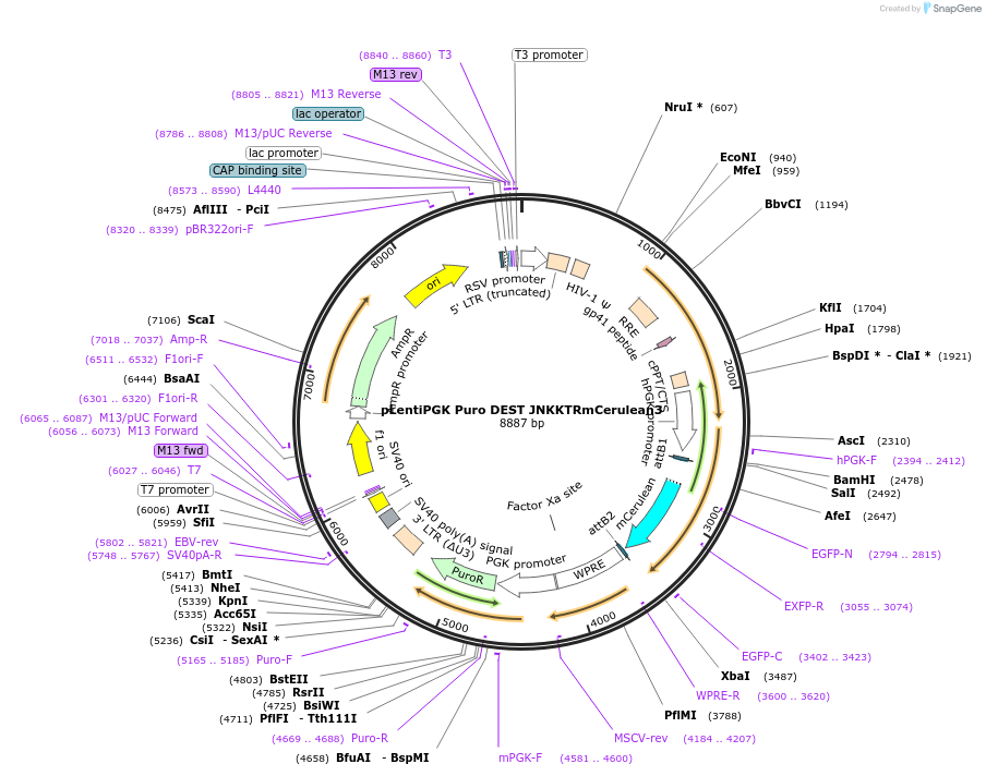 90232-plasmid-map-sequence-id-273283