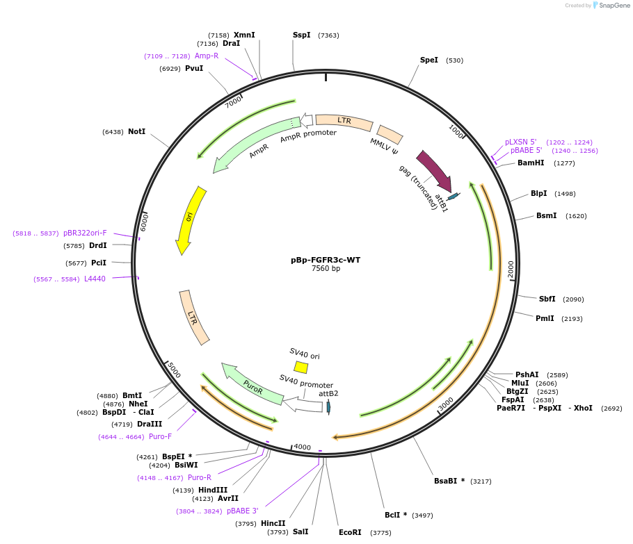 45711-plasmid-map-sequence-id-273286
