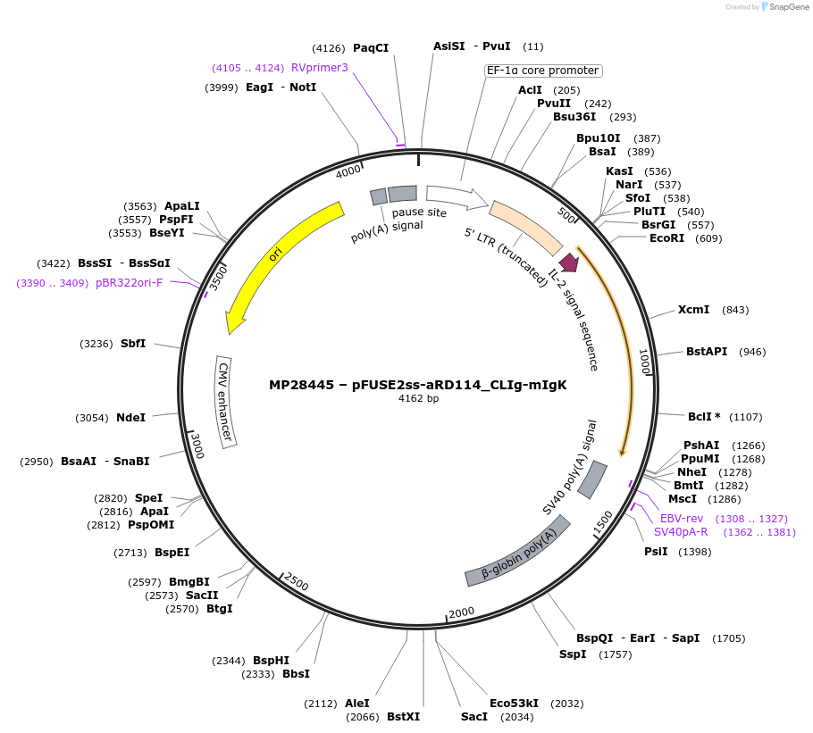 110556-plasmid-map-sequence-id-273295