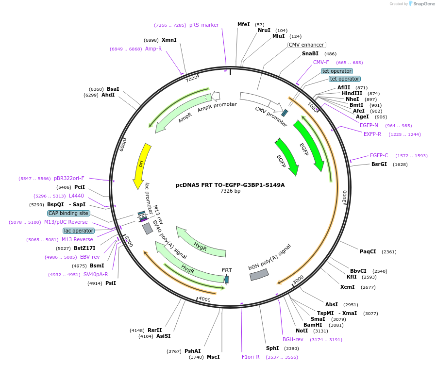 136004-plasmid-map-sequence-id-273300