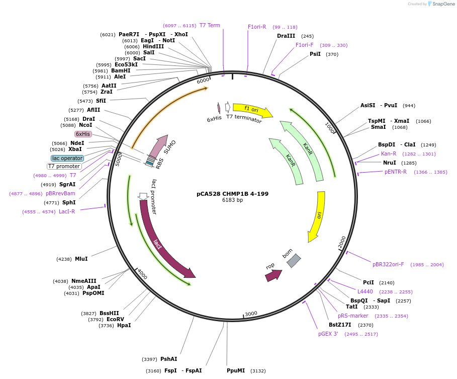 115325-plasmid-map-sequence-id-273301