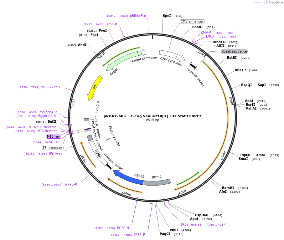 130080-plasmid-map-sequence-id-273309