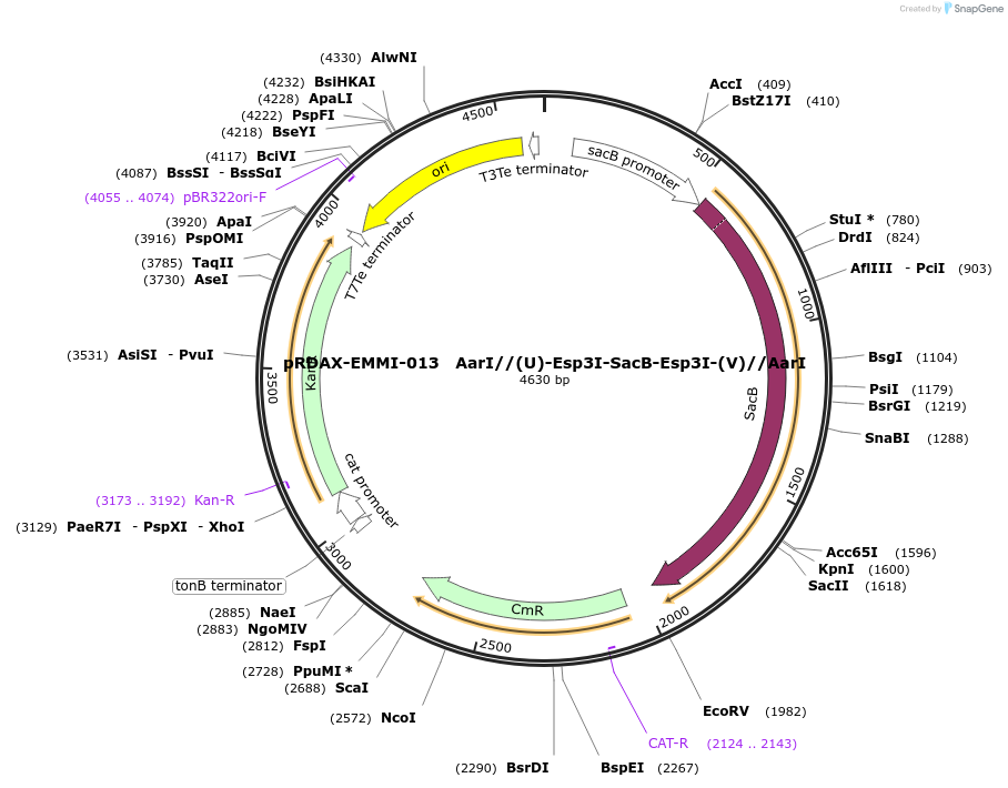 130244-plasmid-map-sequence-id-273316
