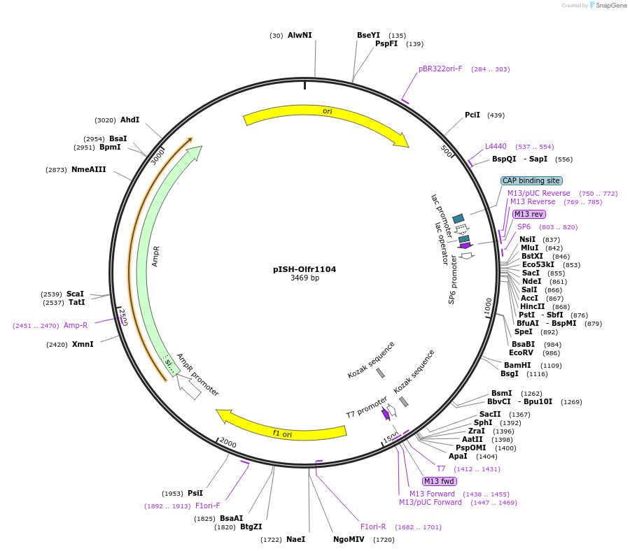 136724-plasmid-map-sequence-id-273322