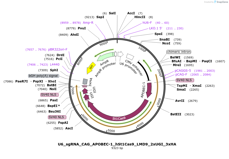 136652-plasmid-map-sequence-id-273328