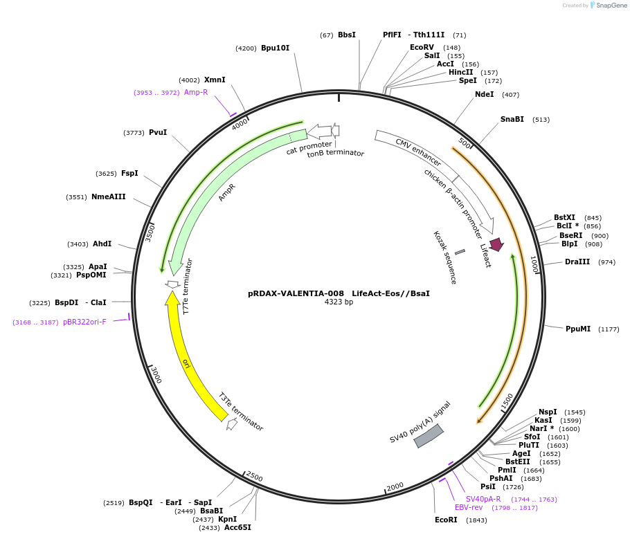 130189-plasmid-map-sequence-id-273335