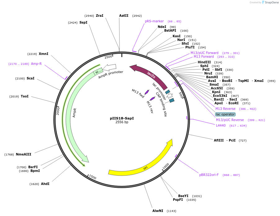 128599-plasmid-map-sequence-id-273345