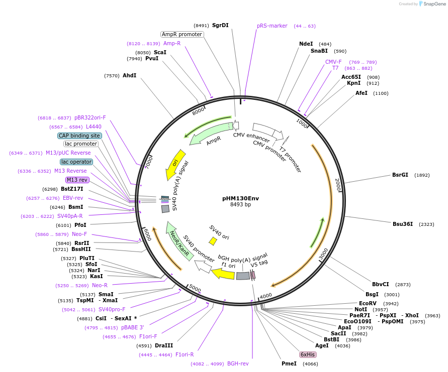 137665-plasmid-map-sequence-id-273351