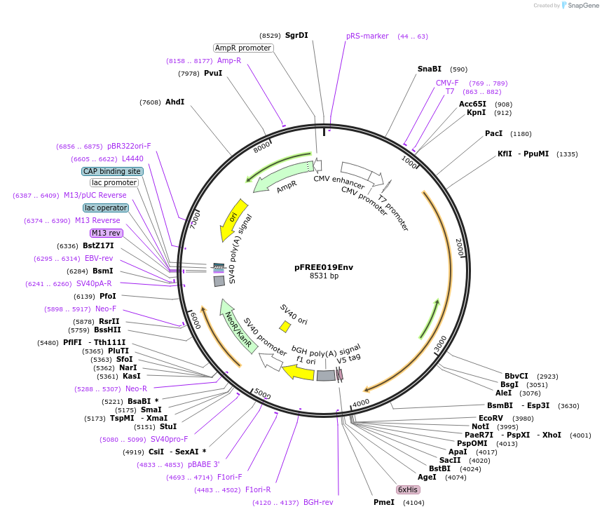137670-plasmid-map-sequence-id-273354