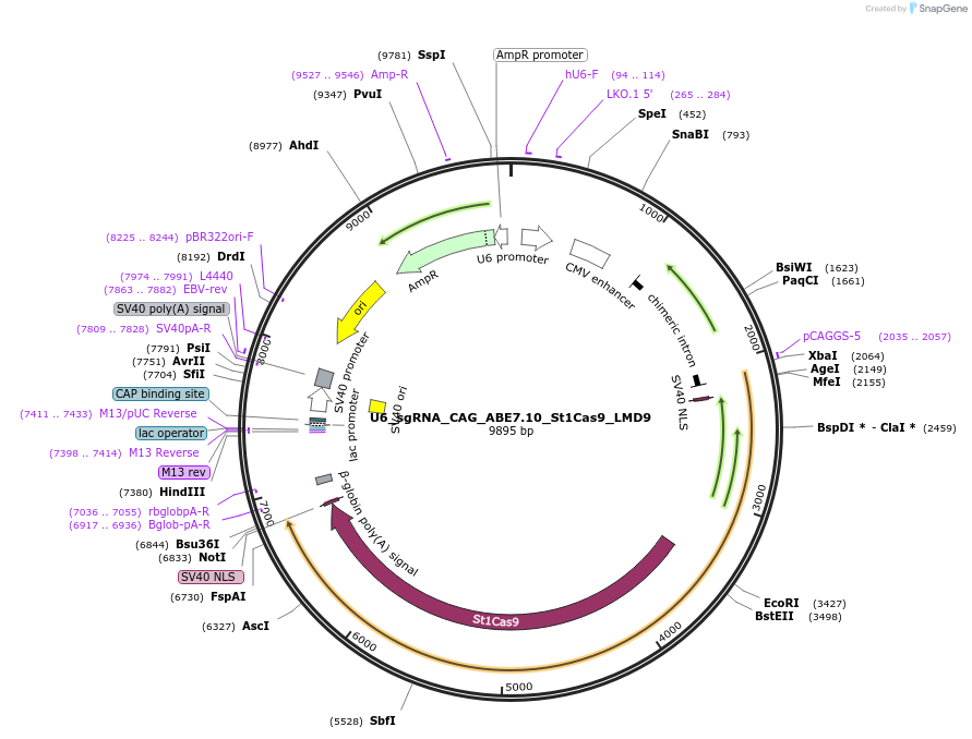 136660-plasmid-map-sequence-id-273363