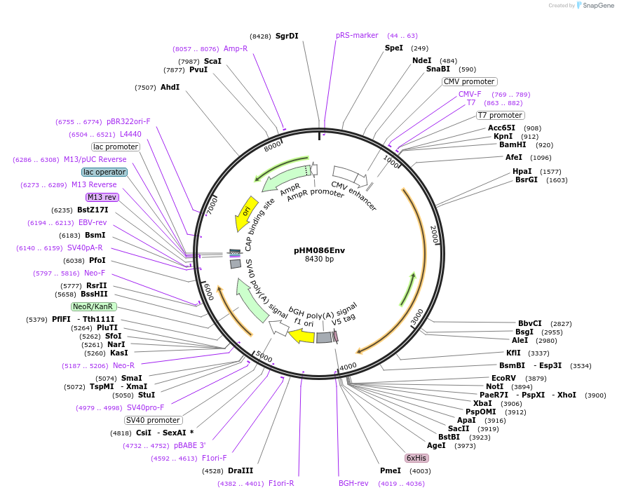 137666-plasmid-map-sequence-id-273364
