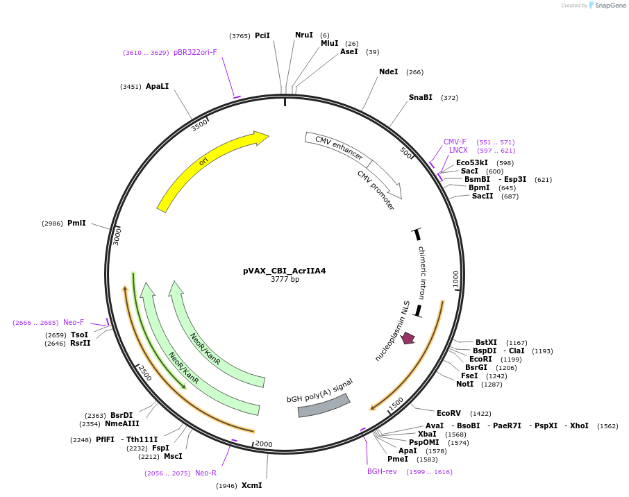 136662-plasmid-map-sequence-id-273367