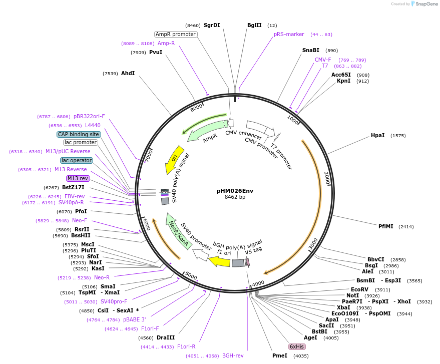 137681-plasmid-map-sequence-id-273370
