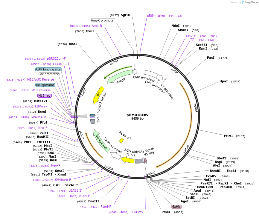 137680-plasmid-map-sequence-id-273372