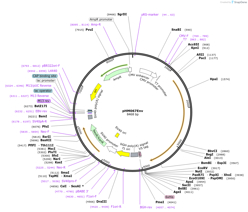 137676-plasmid-map-sequence-id-273373