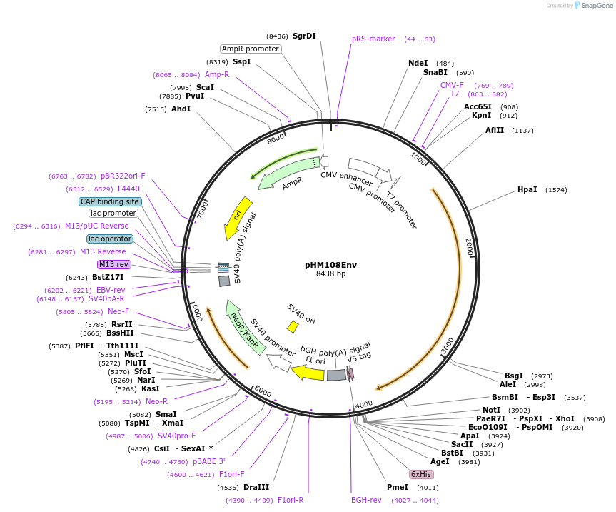 137682-plasmid-map-sequence-id-273377