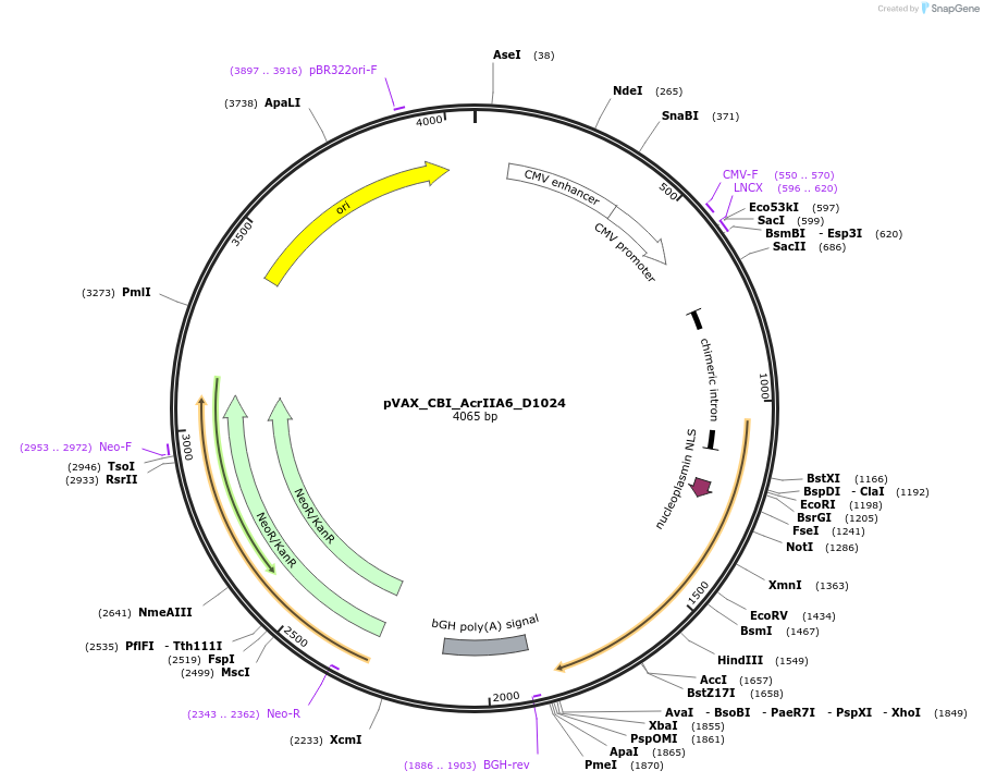 136666-plasmid-map-sequence-id-273378