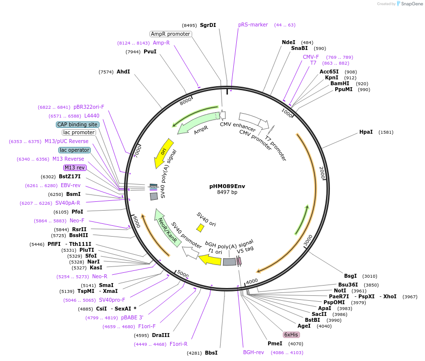 137674-plasmid-map-sequence-id-273381