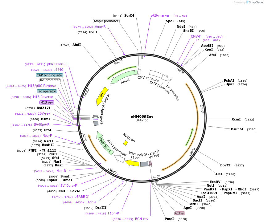 137689-plasmid-map-sequence-id-273384