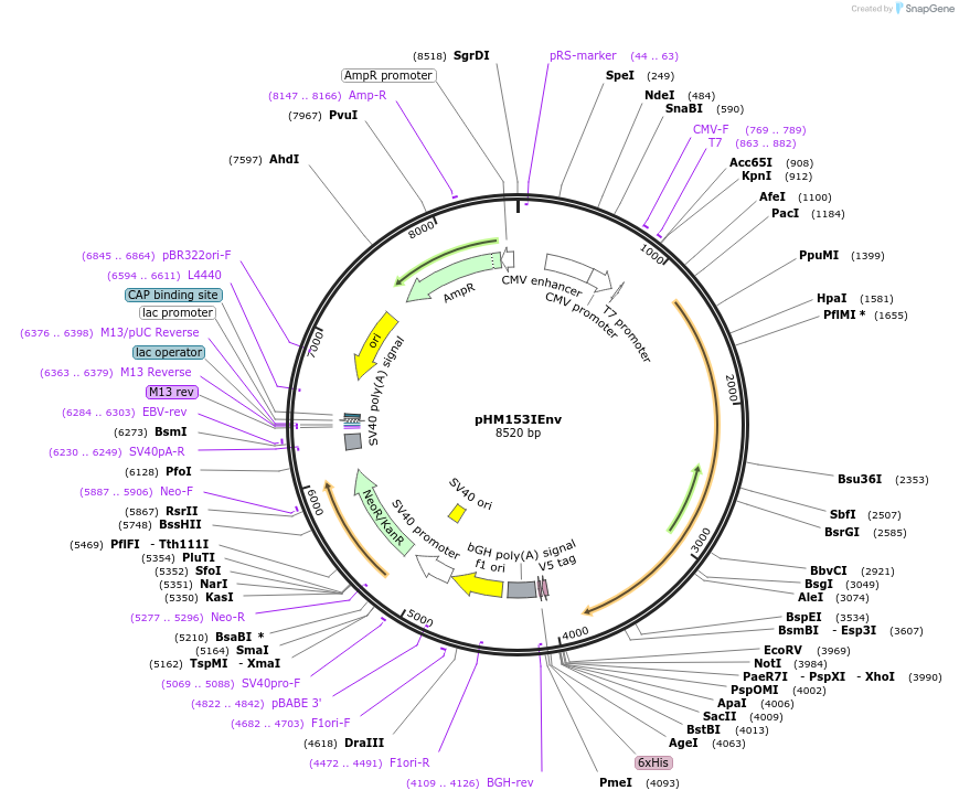 137671-plasmid-map-sequence-id-273385
