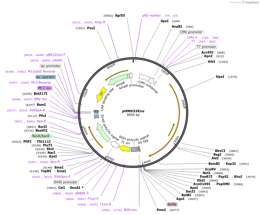 137672-plasmid-map-sequence-id-273386
