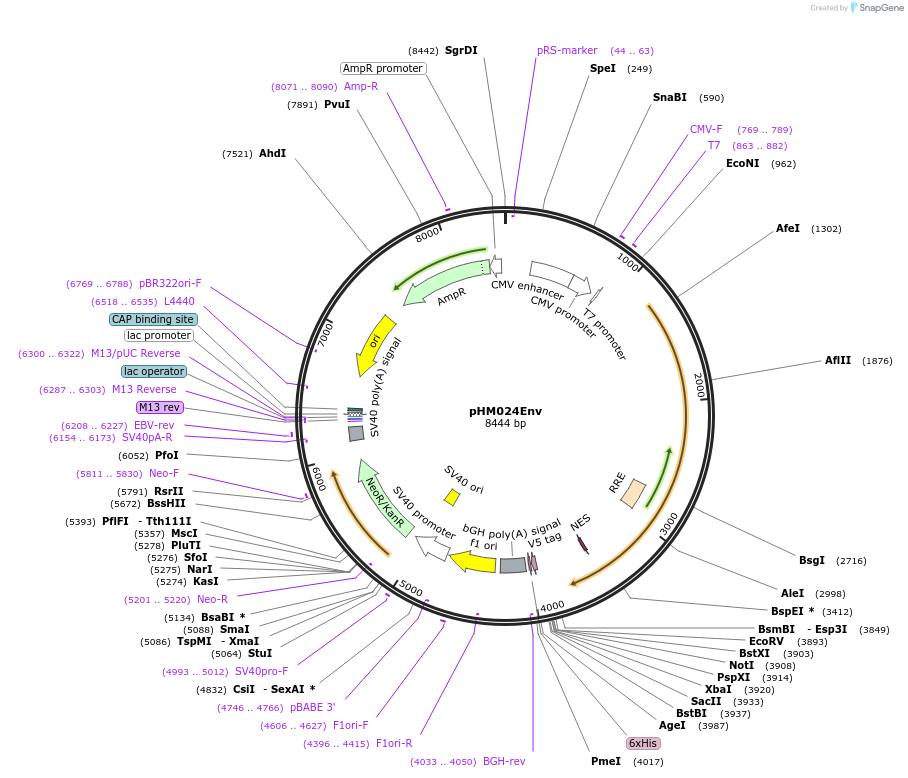 137691-plasmid-map-sequence-id-273387