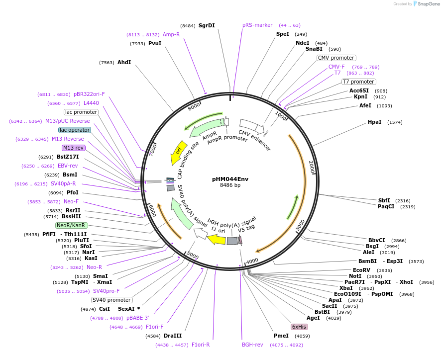 137678-plasmid-map-sequence-id-273388