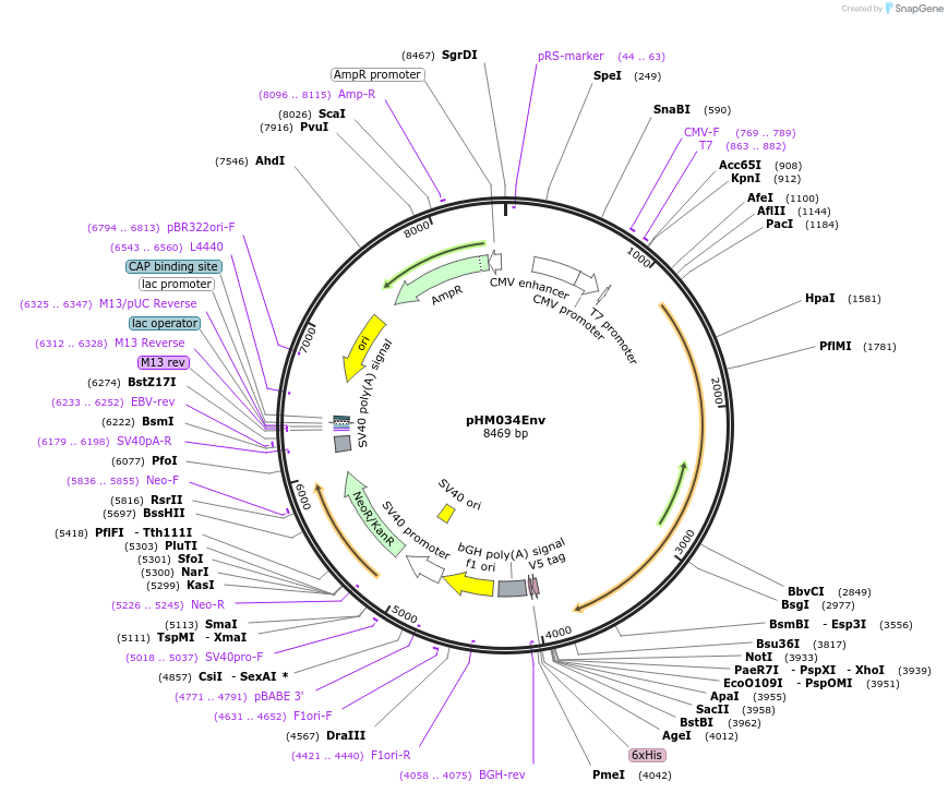 137686-plasmid-map-sequence-id-273389
