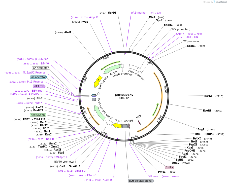137690-plasmid-map-sequence-id-273390