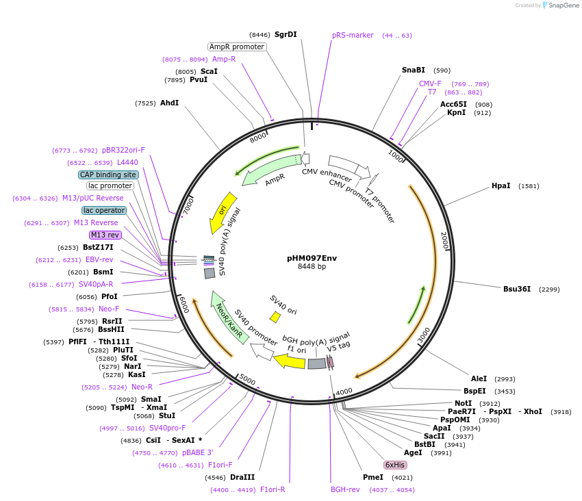137667-plasmid-map-sequence-id-273391