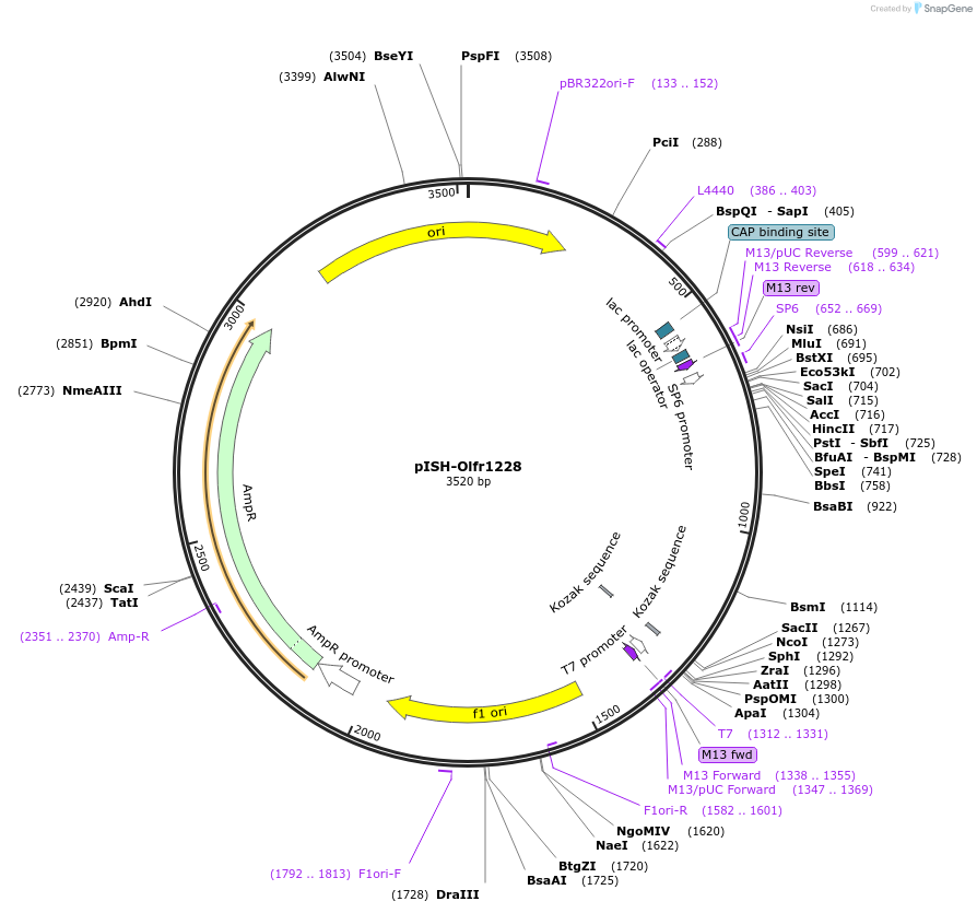 136743-plasmid-map-sequence-id-273401