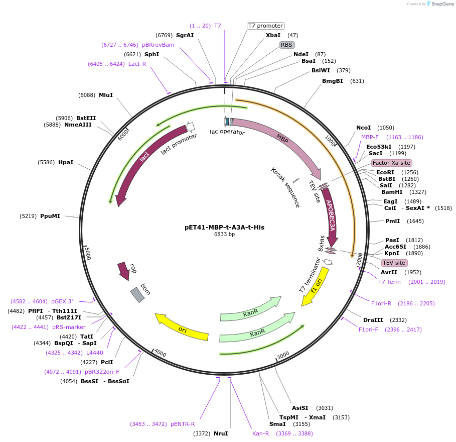 109231-plasmid-map-sequence-id-273408