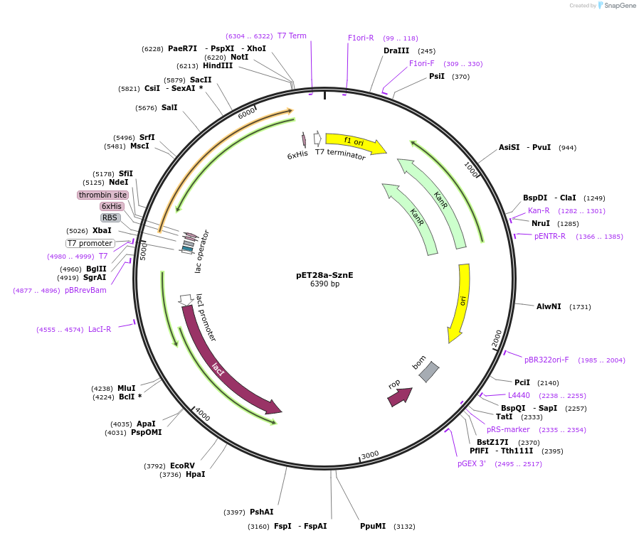 139282-plasmid-map-sequence-id-273426