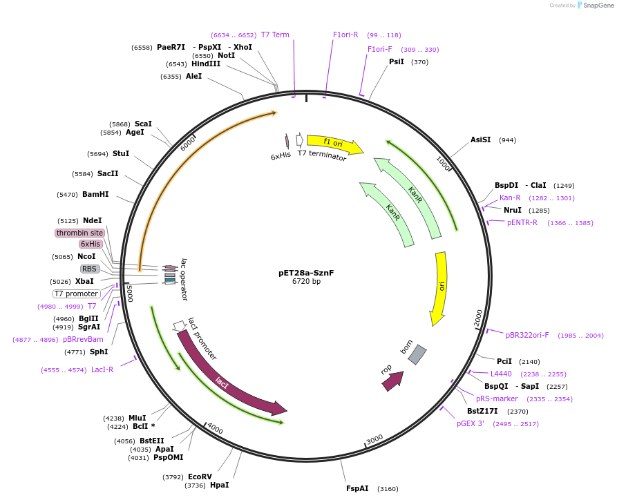 139564-plasmid-map-sequence-id-273428