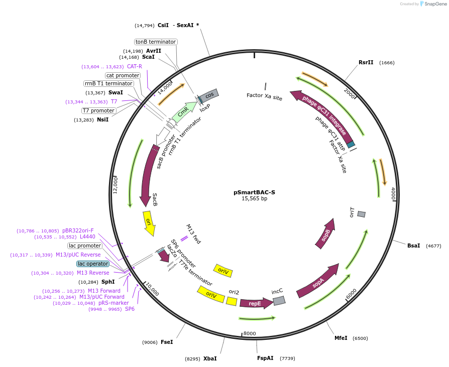 107268-plasmid-map-sequence-id-273431