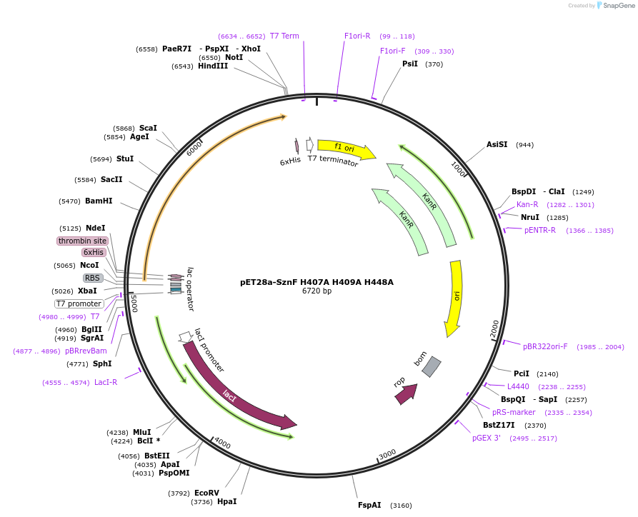 139566-plasmid-map-sequence-id-273433
