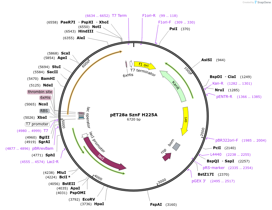 139590-plasmid-map-sequence-id-273435