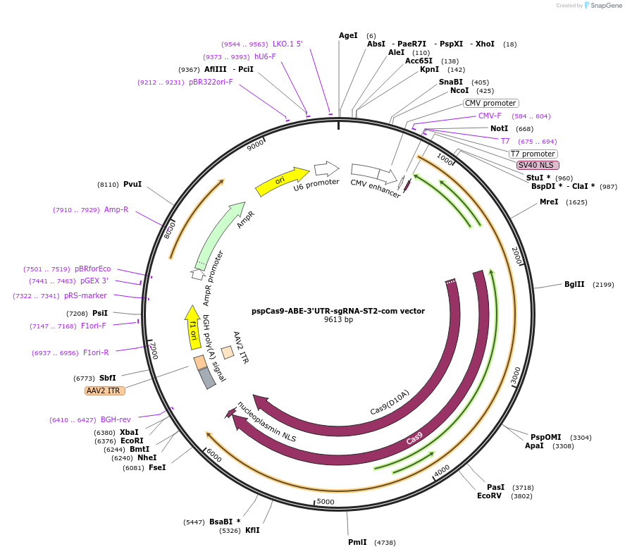 136270-plasmid-map-sequence-id-273436