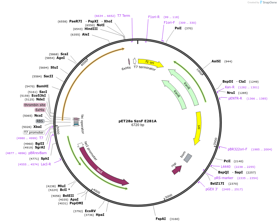 139591-plasmid-map-sequence-id-273438