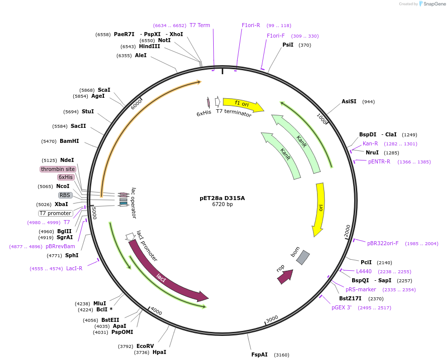 139592-plasmid-map-sequence-id-273440