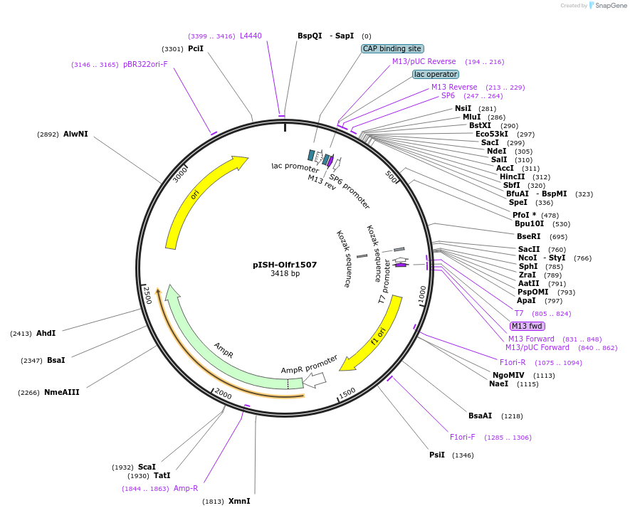 136745-plasmid-map-sequence-id-273442