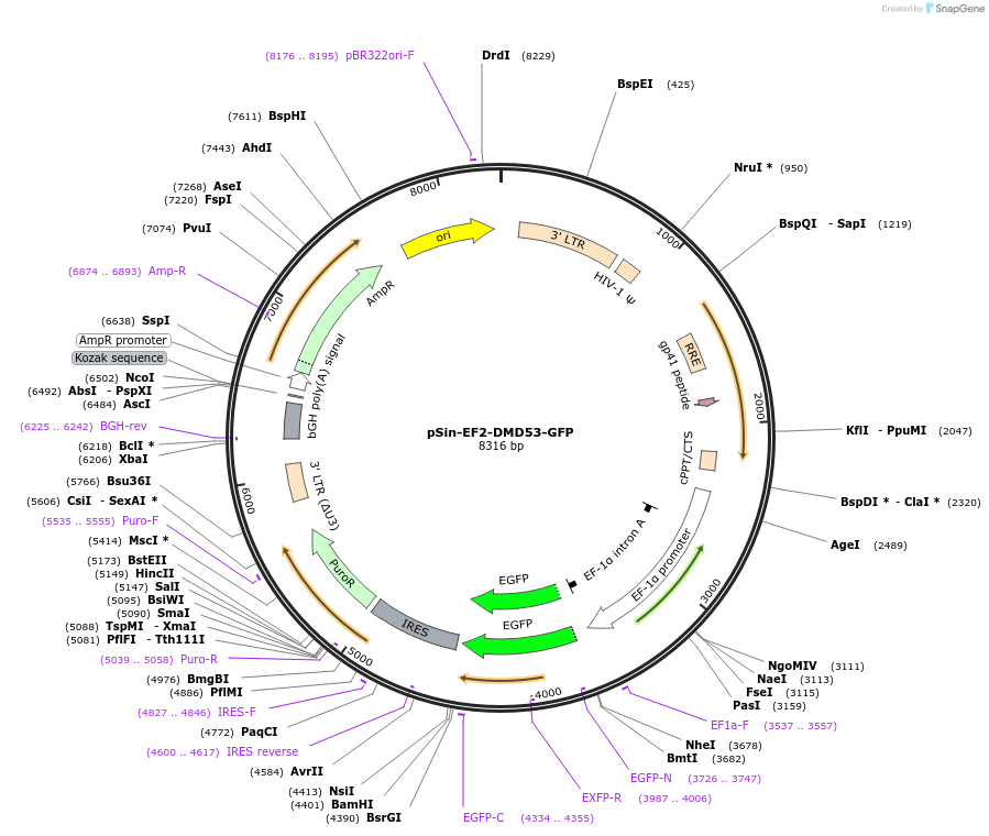 138353-plasmid-map-sequence-id-273452