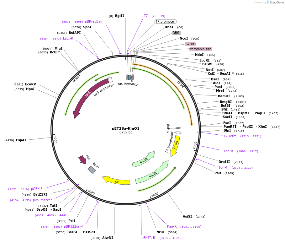 139597-plasmid-map-sequence-id-273457