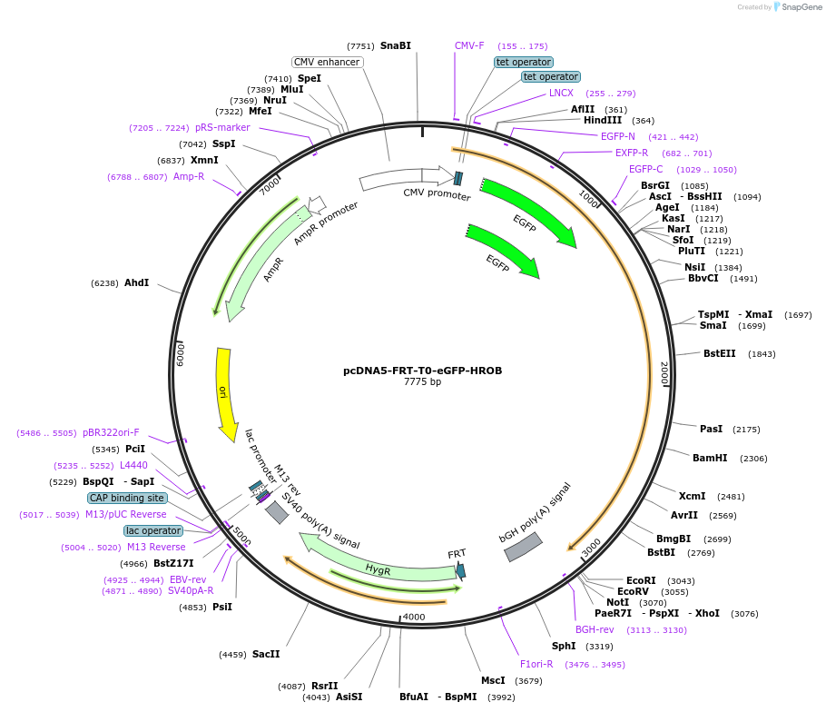 135299-plasmid-map-sequence-id-273459