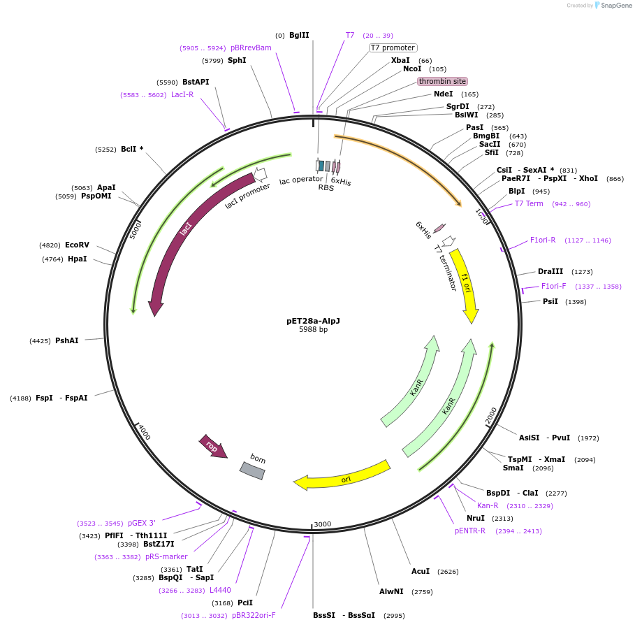 139598-plasmid-map-sequence-id-273461