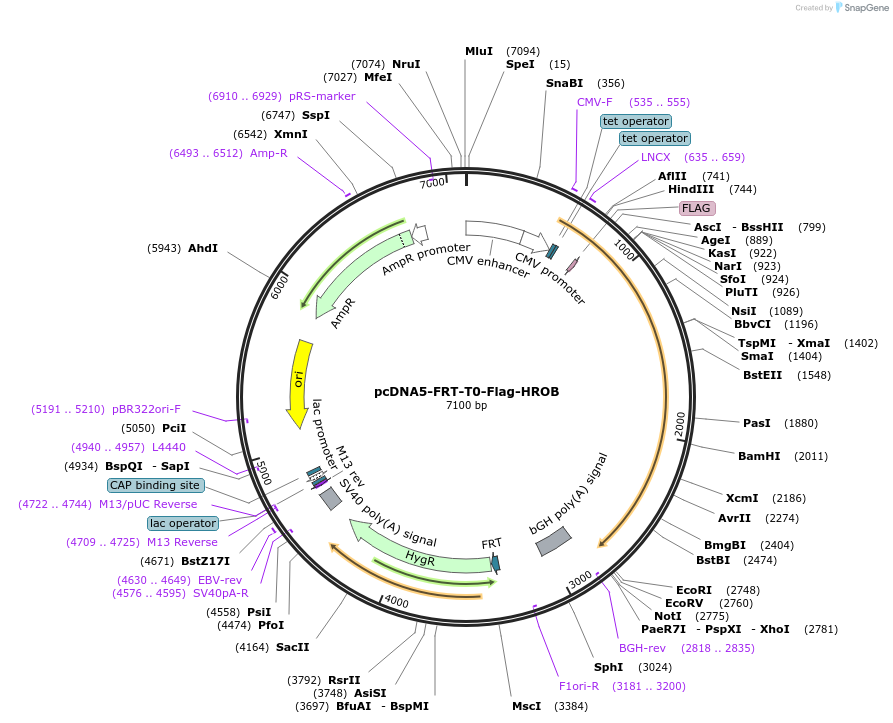 135298-plasmid-map-sequence-id-273467