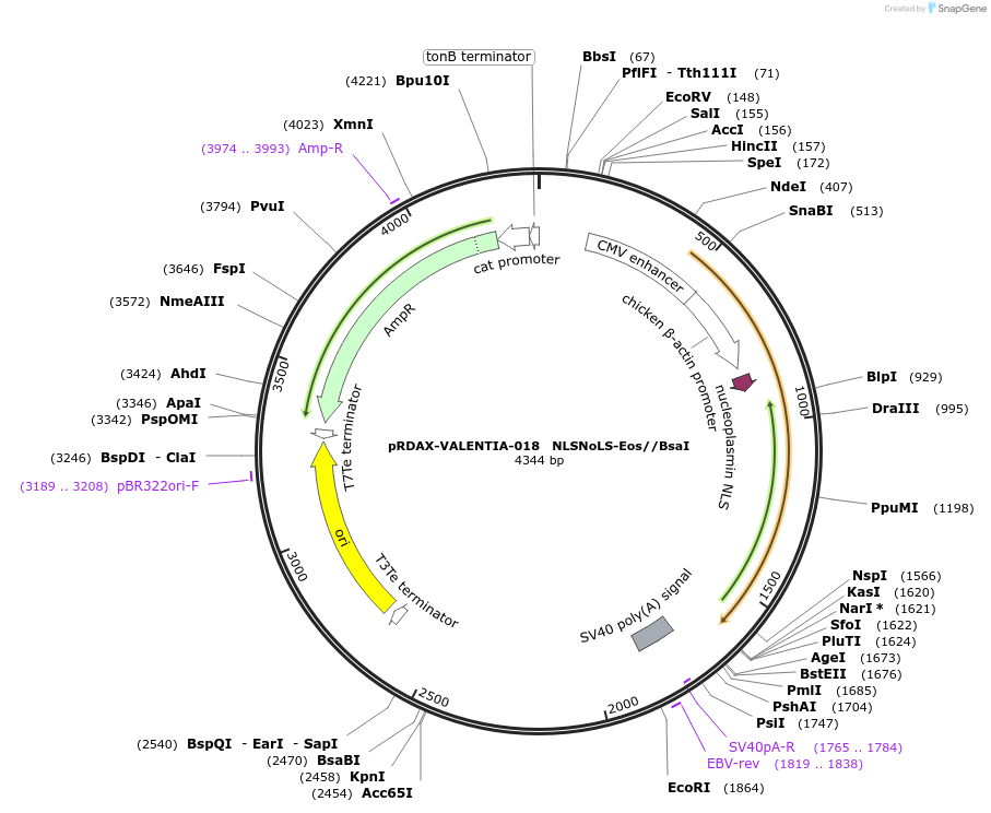 130199-plasmid-map-sequence-id-273470